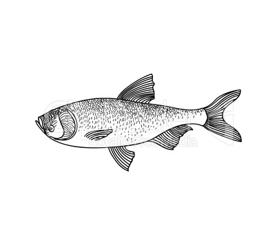 Fish. Hand drawn engraving seafood icon.