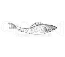Fish. Hand drawn engraving seafood icon.