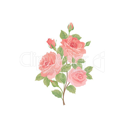 Flower rose bouquet. Floral posy isolated over white background