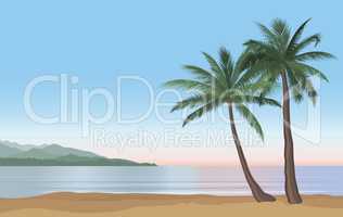 Palm tree on the ocean beach. Nature floral landscape Tropical b