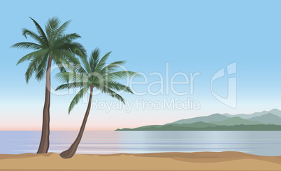 Palm tree on the ocean beach. Nature floral landscape Tropical b