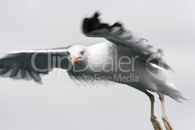 Seagull on the hunt.