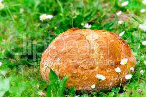 Bread in the grass