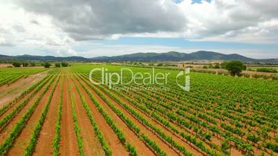 Aerial flight over the grape fields. Aerial view with background of blue sky and clouds in Tuscany, Italy