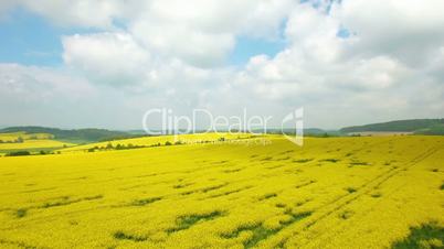 Aerial flight over blooming yellow rapeseed field. Aerial view with background of blue sky and clouds. Italy, Tuscany