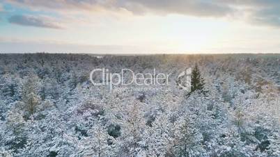 Aerial view of the winter forest in the christmas time in the northern country
