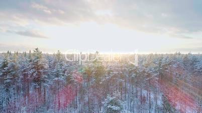 Aerial flight above winter forest on the christmas time in the northern country. The forest is covered with snow and sunlights