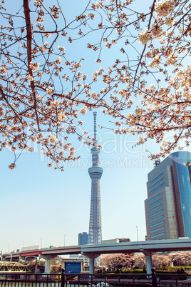 Tokyo Skytree tower in Japan with cherry blossoms