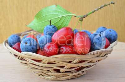 Mixed Cornus mas and Blackthorn fruits