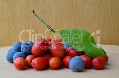 Blackthorn berries and Cornus mas on wooden background