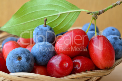 Curative Blackthorn and Cornelian cherries close up