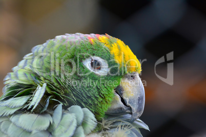 Sleepy parrot portrait