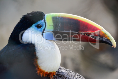 Portrait of toucan bird