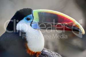 Portrait of toucan bird