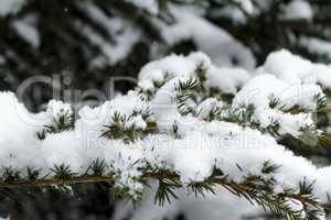 Winter Evergreen Branches Covered in Snow
