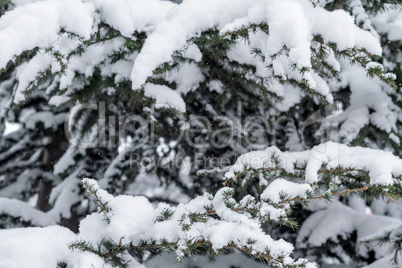 Spruce branches under the cap of snow