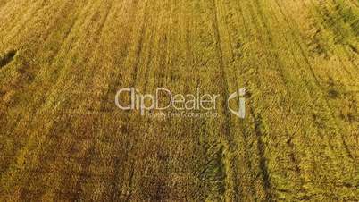 Aerial flight over the wheat field on the sunset in Italy, Tuscany