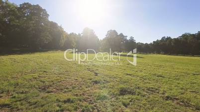 Beautiful park with green grass and trees on a sunny summer day