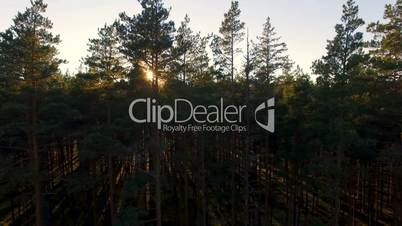 Aerial view of sunlight over trees in a pine forest at the summer sunset. 2 parts in 1 pack