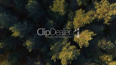 A straight down aerial view of a mixed hardwoods and conifer forest on an autumn sunset