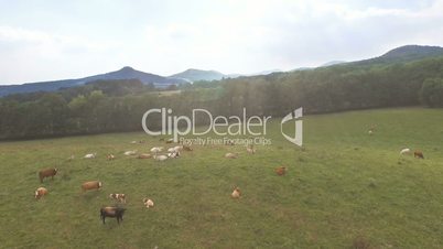 Aerial view of pasture with grazing cows in the countryside on a meadow in sunny day