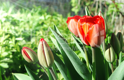 Several red tulips