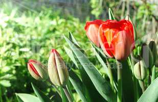 Several red tulips