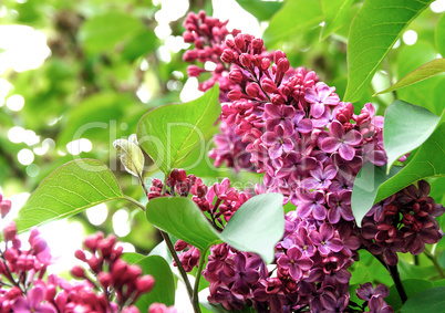 The bush of a blossoming lilac