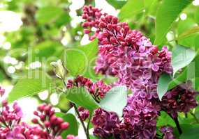 The bush of a blossoming lilac