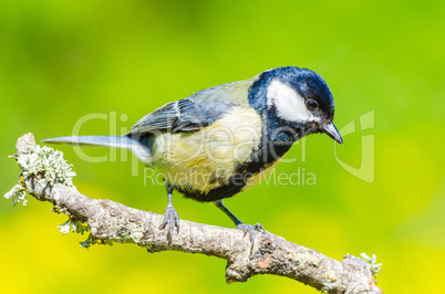 Great tit