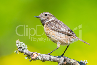 Female saxicola rubicola