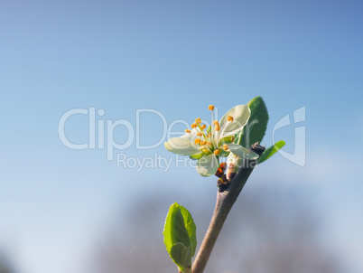 Close up of a blossom of a plum tree