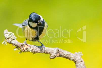 Great tit on a tree branch  with copy space for text