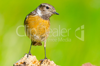 portrait of Saxicola rubicola or Tarabilla Europea with copy spa