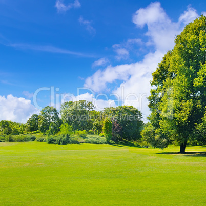 Park, green meadow and blue sky.