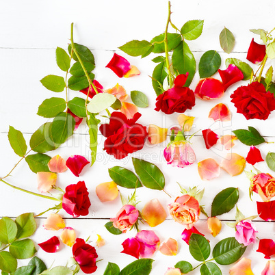 Red roses isolated on white background. Flat lay, top view.