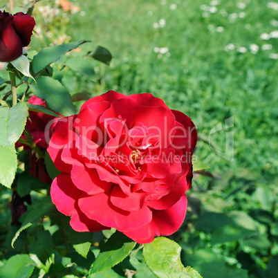 Beautiful roses in summer garden .