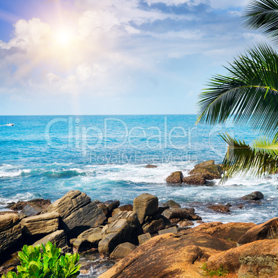 Beach tropical ocean , palm trees and sun.
