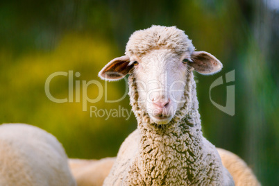 sheep looking at camera on green background. Copy space for text