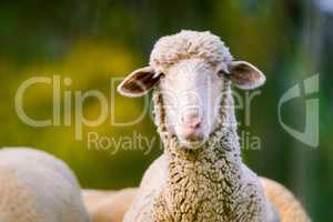 sheep looking at camera on green background. Copy space for text