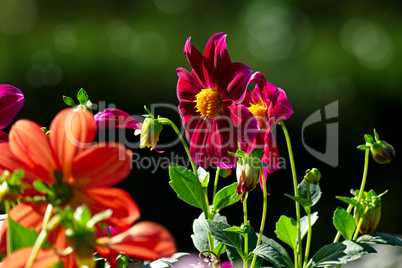 Multicolored Dahlias on dark green background