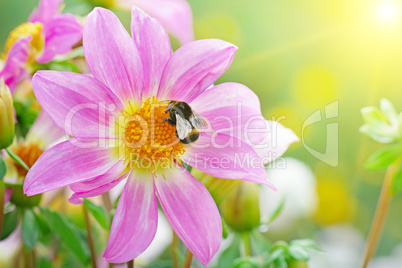 Big bumblebee collects nectar on dahlia