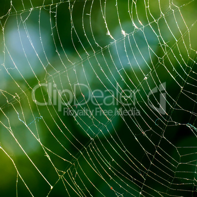 Spiderweb on background of leaves.
