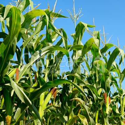 Fresh maize stalks on the blue sky background.