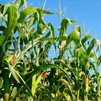 Fresh maize stalks on the blue sky background.