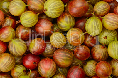Top view of the green and red gooseberry fruit.