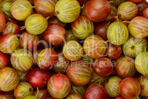 Top view of the green and red gooseberry fruit.