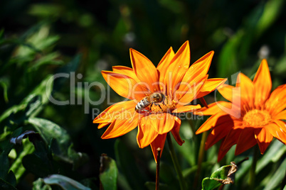 Big bee collects nectar on a flower