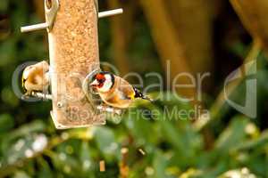 The European goldfinch at a fodder house in Germany