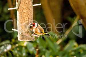 The European goldfinch at a fodder house in Germany